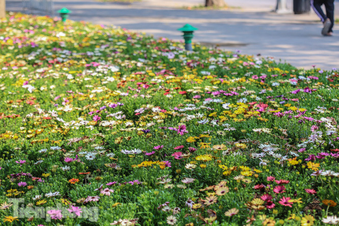 Hà Nội rực rỡ hoa chào mừng Đại hội Đảng lần thứ XIII ảnh 11