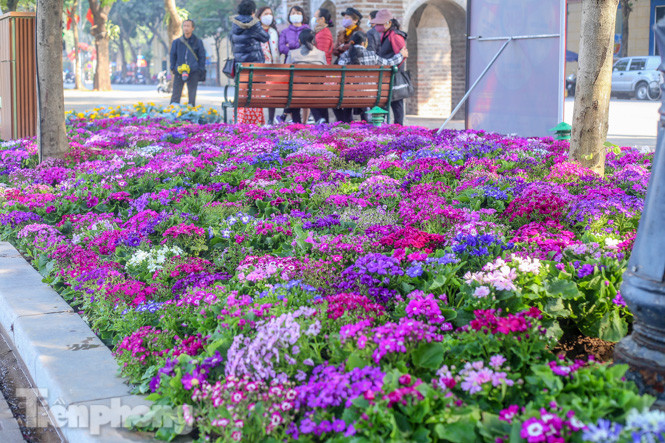 Hà Nội rực rỡ hoa chào mừng Đại hội Đảng lần thứ XIII ảnh 1