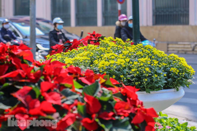 Hà Nội rực rỡ hoa chào mừng Đại hội Đảng lần thứ XIII ảnh 18