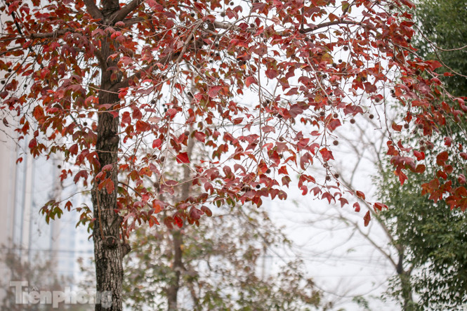 Đẹp ngỡ ngàng với hàng phong thay lá đỏ giữa Hà Nội ảnh 16