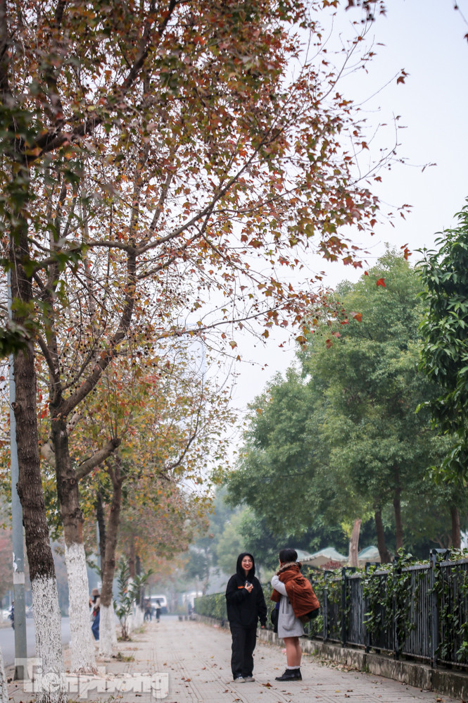 Đẹp ngỡ ngàng với hàng phong thay lá đỏ giữa Hà Nội ảnh 13