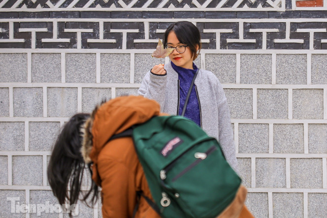 Đẹp ngỡ ngàng với hàng phong thay lá đỏ giữa Hà Nội ảnh 4