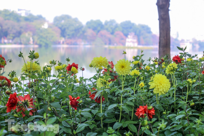 Hà Nội rực rỡ hoa chào mừng Đại hội Đảng lần thứ XIII ảnh 2