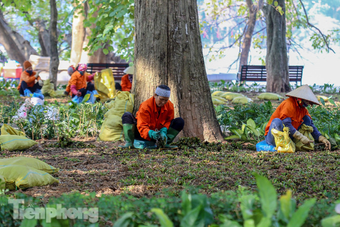 Hà Nội rực rỡ hoa chào mừng Đại hội Đảng lần thứ XIII ảnh 8