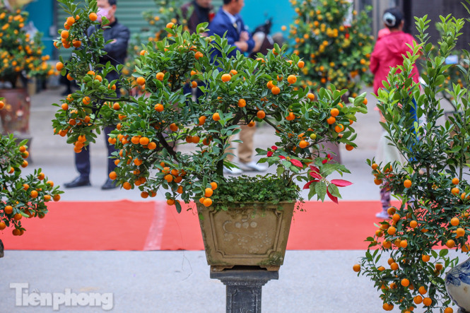 Ngắm những 'cực phẩm' quất cảnh Tứ Liên đọ sắc ảnh 14