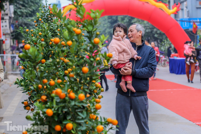 Ngắm những 'cực phẩm' quất cảnh Tứ Liên đọ sắc ảnh 8