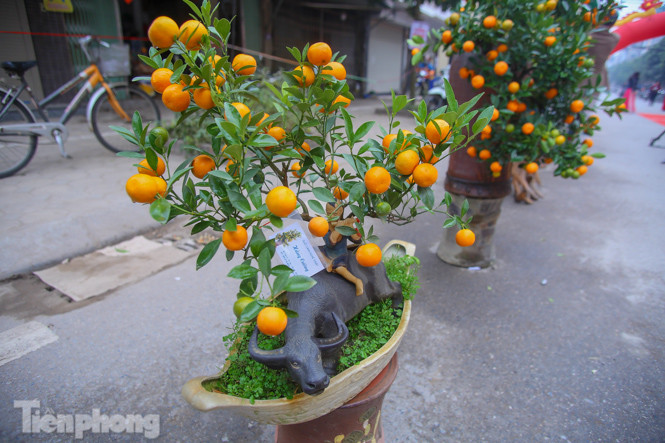 Ngắm những 'cực phẩm' quất cảnh Tứ Liên đọ sắc ảnh 10