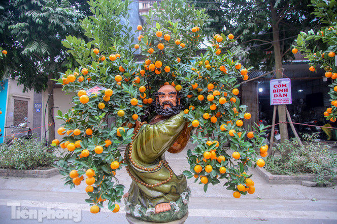 Ngắm những 'cực phẩm' quất cảnh Tứ Liên đọ sắc ảnh 16