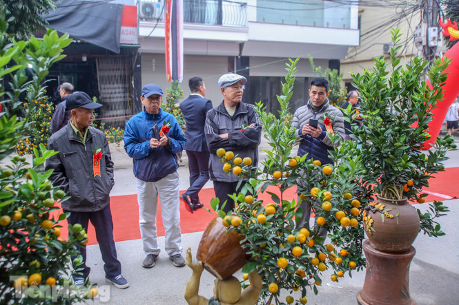 Ngắm những 'cực phẩm' quất cảnh Tứ Liên đọ sắc ảnh 13