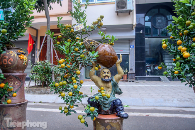 Ngắm những 'cực phẩm' quất cảnh Tứ Liên đọ sắc ảnh 12