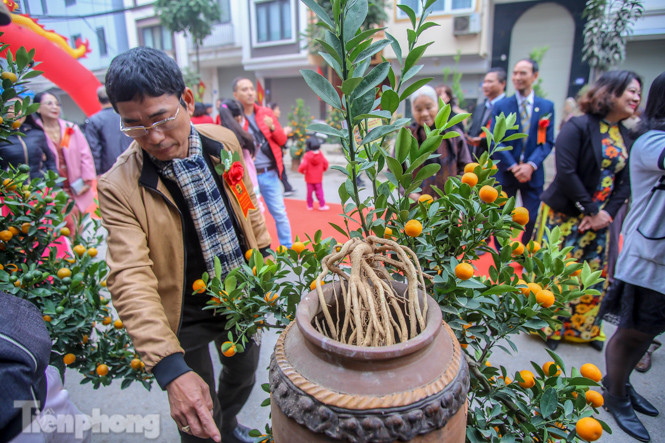 Ngắm những 'cực phẩm' quất cảnh Tứ Liên đọ sắc ảnh 3
