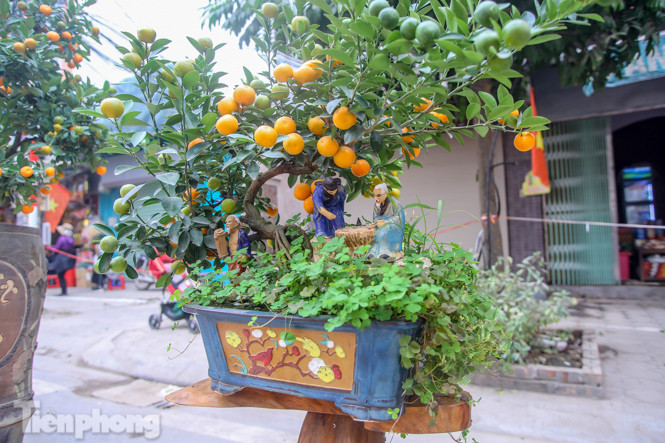 Ngắm những 'cực phẩm' quất cảnh Tứ Liên đọ sắc ảnh 17