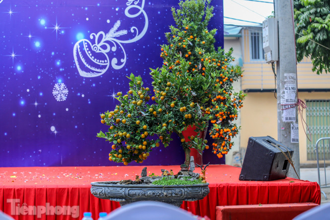 Ngắm những 'cực phẩm' quất cảnh Tứ Liên đọ sắc ảnh 7