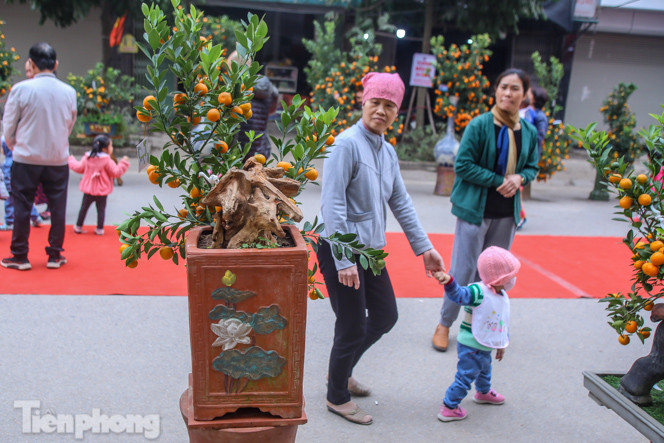 Ngắm những 'cực phẩm' quất cảnh Tứ Liên đọ sắc ảnh 15