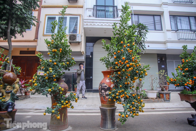 Ngắm những 'cực phẩm' quất cảnh Tứ Liên đọ sắc ảnh 19