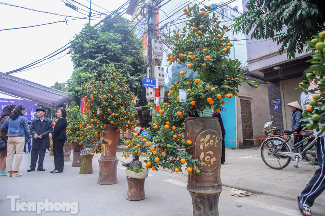 Ngắm những 'cực phẩm' quất cảnh Tứ Liên đọ sắc ảnh 5