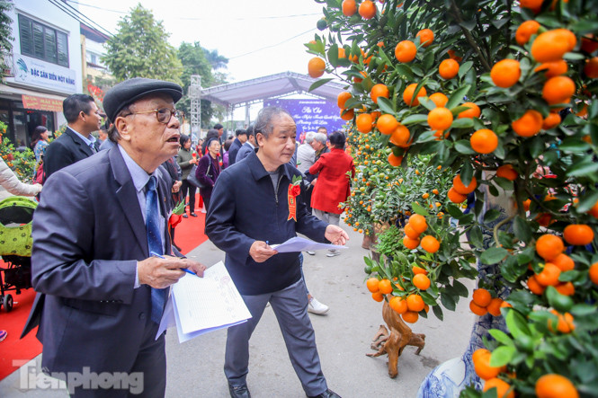 Ngắm những 'cực phẩm' quất cảnh Tứ Liên đọ sắc ảnh 2