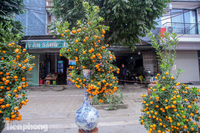 Ngắm những 'cực phẩm' quất cảnh Tứ Liên đọ sắc ảnh 18