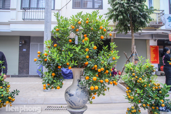 Ngắm những 'cực phẩm' quất cảnh Tứ Liên đọ sắc ảnh 20