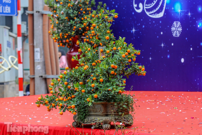 Ngắm những 'cực phẩm' quất cảnh Tứ Liên đọ sắc ảnh 9