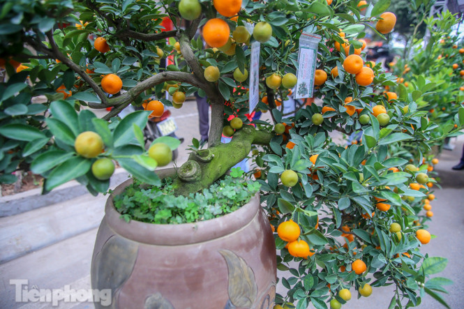 Ngắm những 'cực phẩm' quất cảnh Tứ Liên đọ sắc ảnh 6