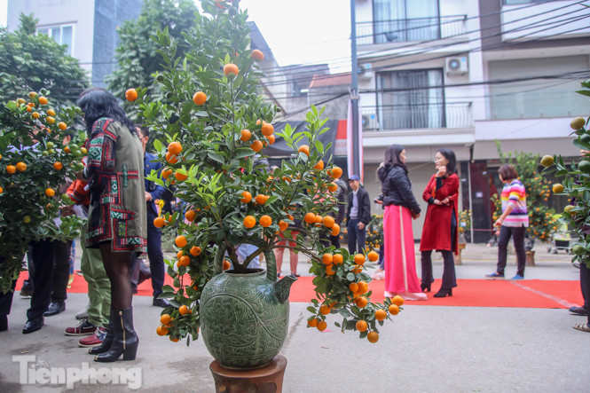 Ngắm những 'cực phẩm' quất cảnh Tứ Liên đọ sắc ảnh 4