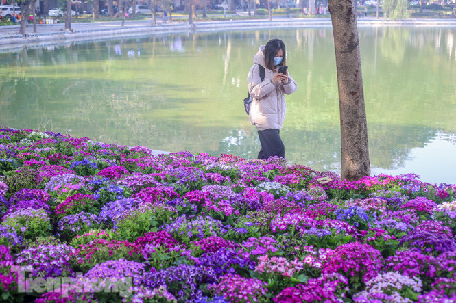 Hà Nội rực rỡ hoa chào mừng Đại hội Đảng lần thứ XIII ảnh 4