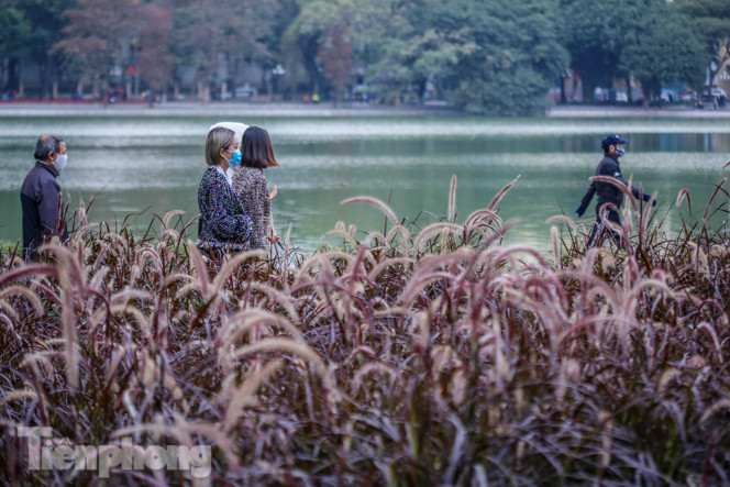 Ngất lịm trước cỏ lau màu tím bên bờ hồ Hoàn Kiếm ảnh 6