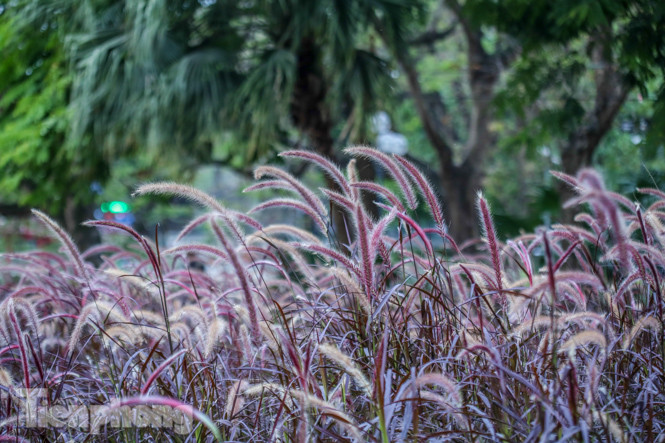 Ngất lịm trước cỏ lau màu tím bên bờ hồ Hoàn Kiếm ảnh 4