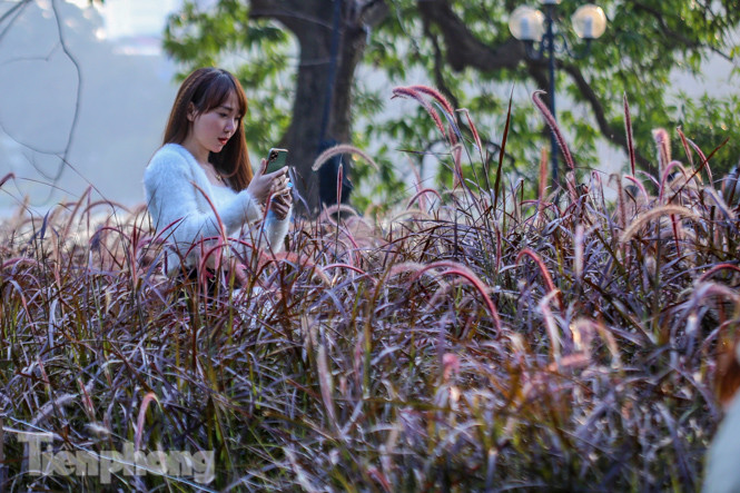 Ngất lịm trước cỏ lau màu tím bên bờ hồ Hoàn Kiếm ảnh 8