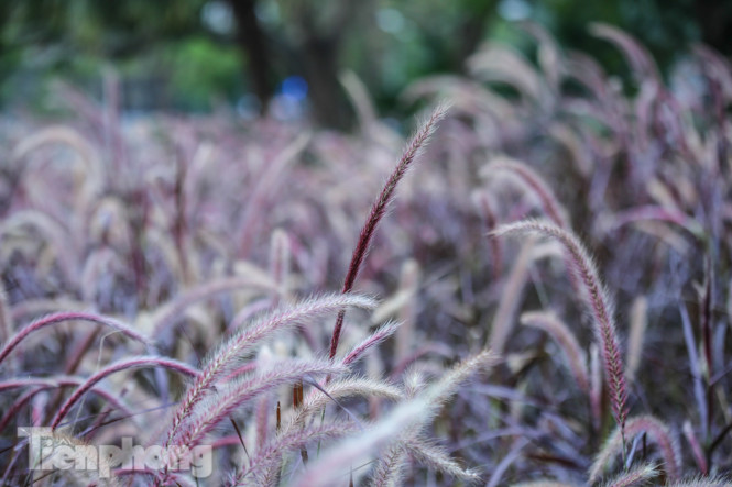 Ngất lịm trước cỏ lau màu tím bên bờ hồ Hoàn Kiếm ảnh 3