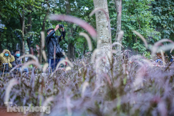 Ngất lịm trước cỏ lau màu tím bên bờ hồ Hoàn Kiếm ảnh 7