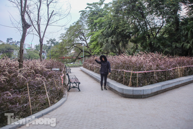 Ngất lịm trước cỏ lau màu tím bên bờ hồ Hoàn Kiếm ảnh 1