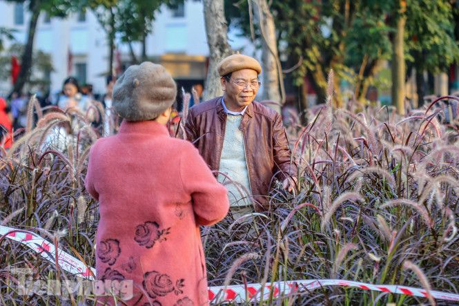 Ngất lịm trước cỏ lau màu tím bên bờ hồ Hoàn Kiếm ảnh 9