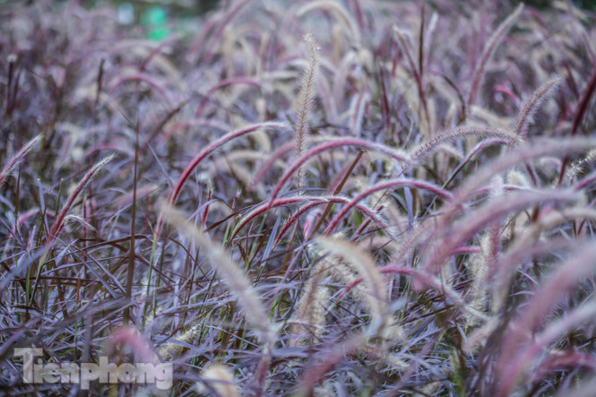 Ngất lịm trước cỏ lau màu tím bên bờ hồ Hoàn Kiếm ảnh 2