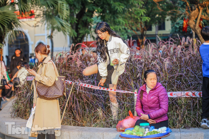Ngất lịm trước cỏ lau màu tím bên bờ hồ Hoàn Kiếm ảnh 10