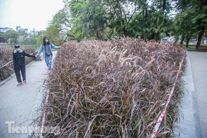 Ngất lịm trước cỏ lau màu tím bên bờ hồ Hoàn Kiếm ảnh 5