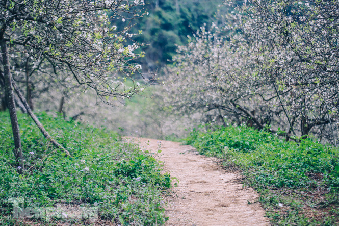 Mê mẩn mùa hoa mận nở trắng trời Mộc Châu ảnh 4