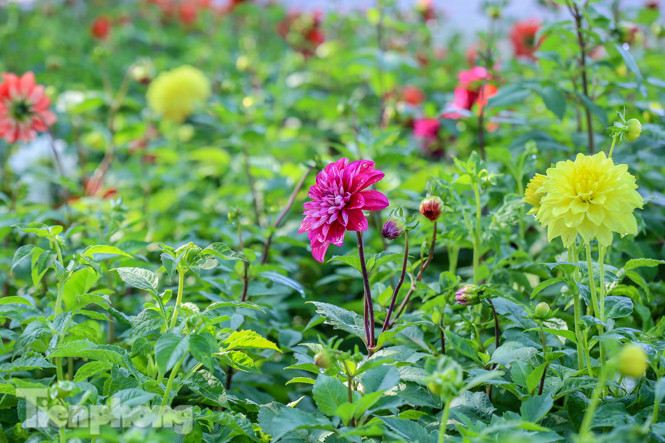 Hà Nội rực rỡ hoa chào mừng Đại hội Đảng lần thứ XIII ảnh 3