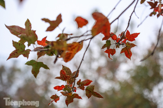Đẹp ngỡ ngàng với hàng phong thay lá đỏ giữa Hà Nội ảnh 11