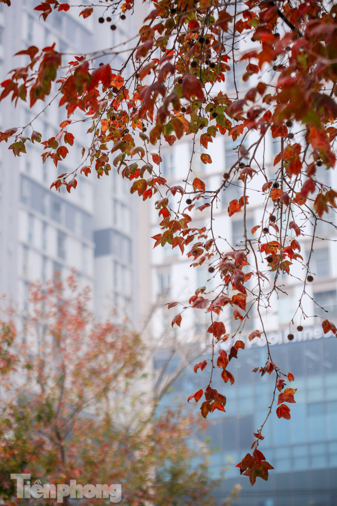 Đẹp ngỡ ngàng với hàng phong thay lá đỏ giữa Hà Nội ảnh 17