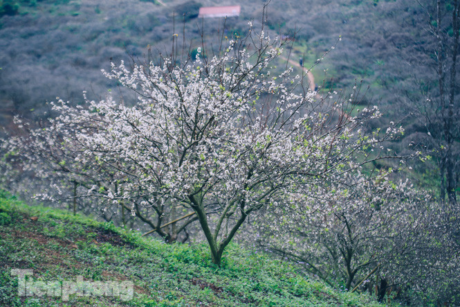 Mê mẩn mùa hoa mận nở trắng trời Mộc Châu ảnh 2