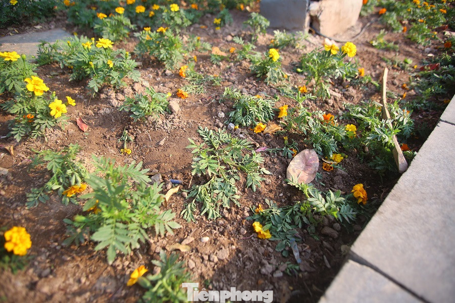 Thảm hoa hồ Hoàn Kiếm 'nát bươm' sau giao thừa và Tết Dương lịch ảnh 4