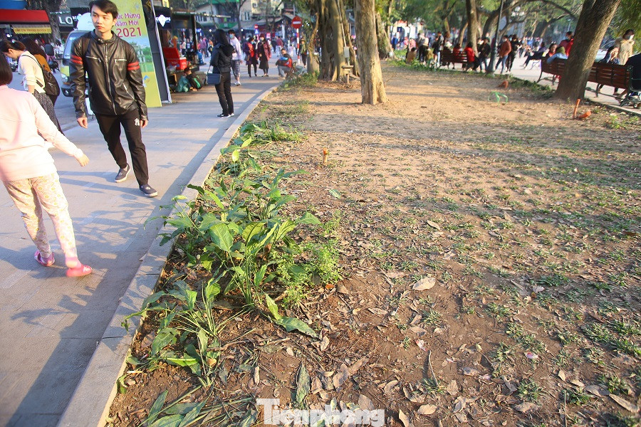 Thảm hoa hồ Hoàn Kiếm 'nát bươm' sau giao thừa và Tết Dương lịch ảnh 10