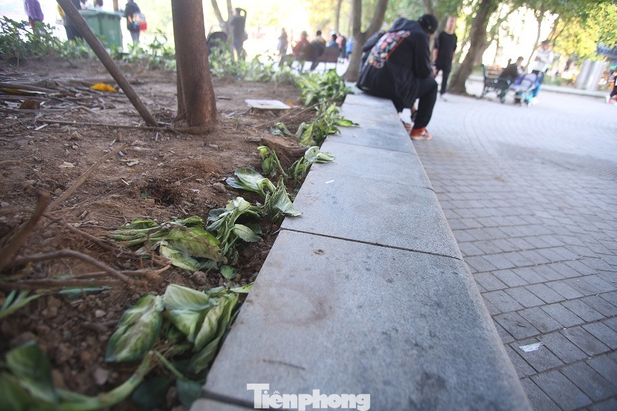 Thảm hoa hồ Hoàn Kiếm 'nát bươm' sau giao thừa và Tết Dương lịch ảnh 5