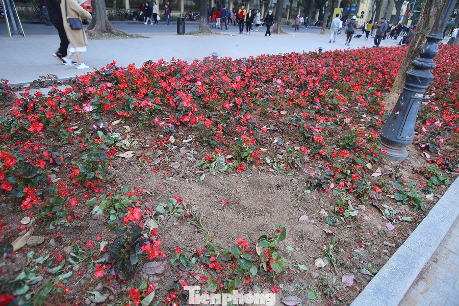 Thảm hoa hồ Hoàn Kiếm 'nát bươm' sau giao thừa và Tết Dương lịch ảnh 8