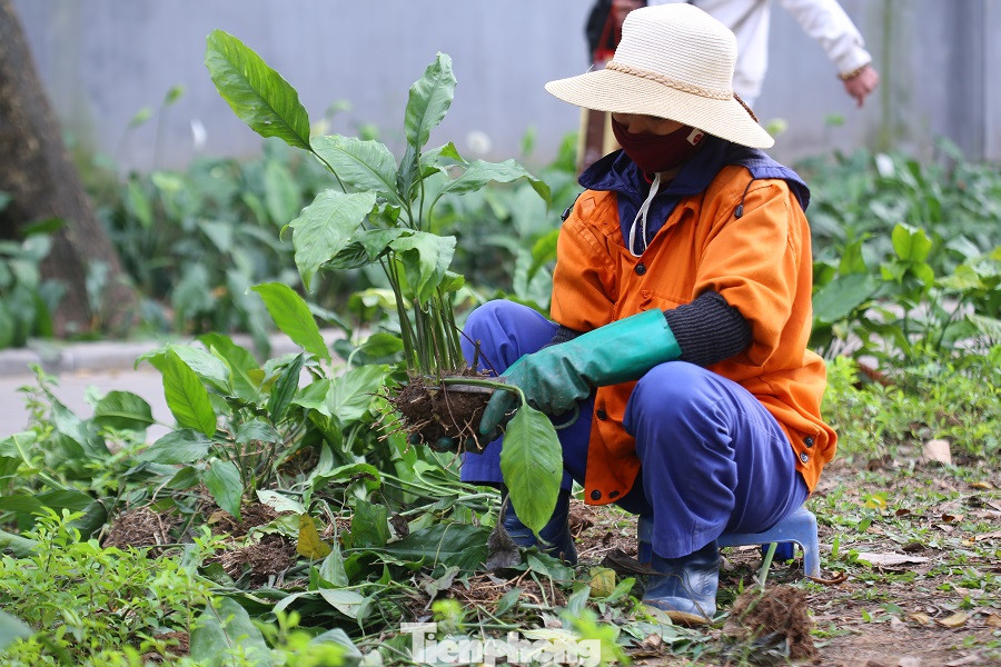 Thảm hoa hồ Hoàn Kiếm 'nát bươm' sau giao thừa và Tết Dương lịch ảnh 22