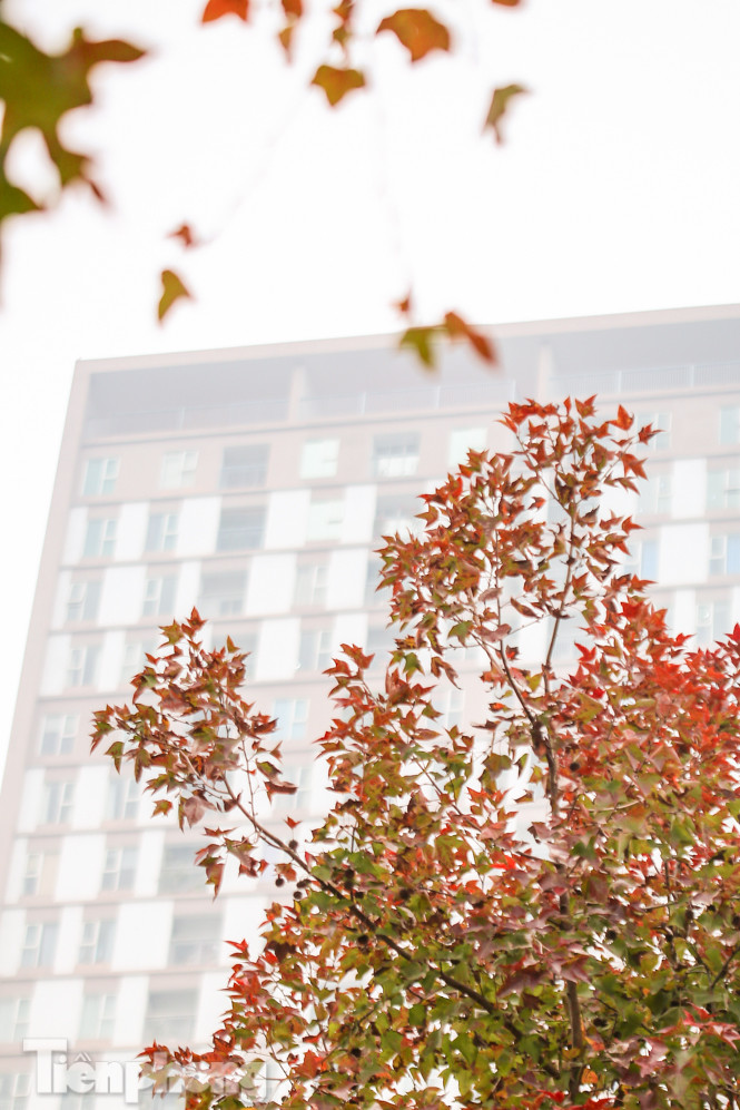 Đẹp ngỡ ngàng với hàng phong thay lá đỏ giữa Hà Nội ảnh 15