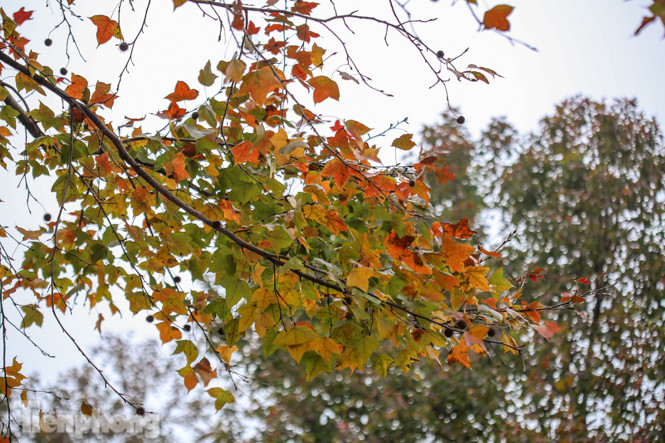 Đẹp ngỡ ngàng với hàng phong thay lá đỏ giữa Hà Nội ảnh 5