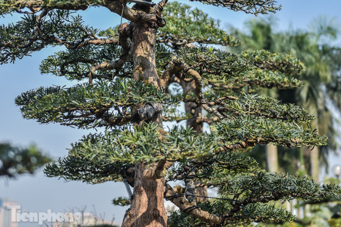 Tùng thế giá nửa tỷ xuống phố 'thách thức' đại gia ảnh 7